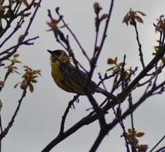 Setophaga kirtlandii