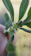 Polygonum aviculare aviculare