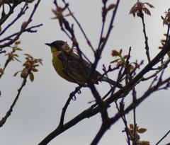 Setophaga kirtlandii