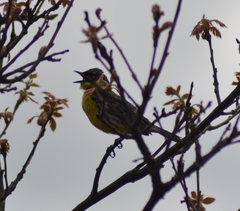 Setophaga kirtlandii