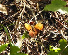 Doleschallia bisaltide australis