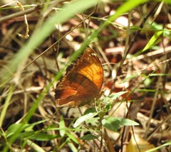 Doleschallia bisaltide australis