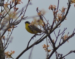 Setophaga kirtlandii