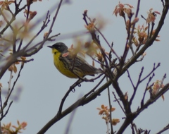 Setophaga kirtlandii