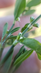 Polygonum aviculare aviculare