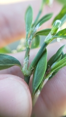 Polygonum aviculare aviculare