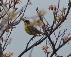 Setophaga kirtlandii