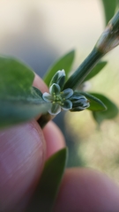 Polygonum aviculare aviculare