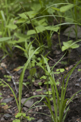 Carex bostrychostigma