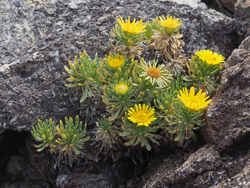 Asteriscus graveolens image