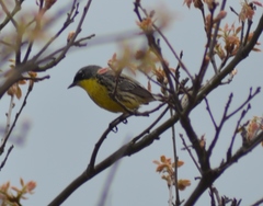 Setophaga kirtlandii