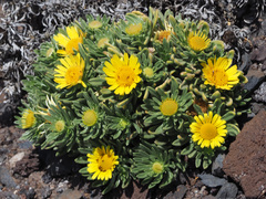 Asteriscus graveolens subsp. stenophyllus image