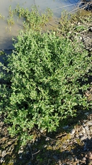 Polygonum aviculare aviculare