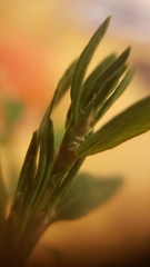 Polygonum aviculare aviculare