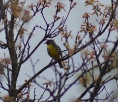 Setophaga kirtlandii