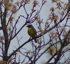 Setophaga kirtlandii