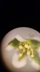 Polygonum aviculare aviculare