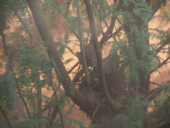 Streptopelia senegalensis