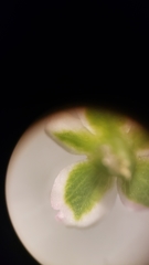Polygonum aviculare aviculare