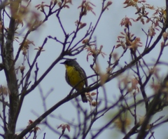 Setophaga kirtlandii