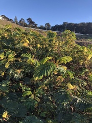 Paraserianthes