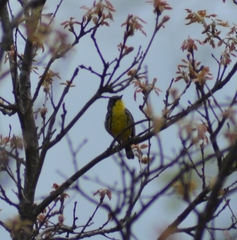 Setophaga kirtlandii