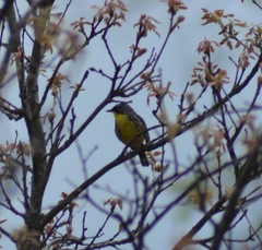 Setophaga kirtlandii