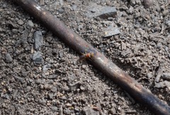 Pachyprosopis kellyi