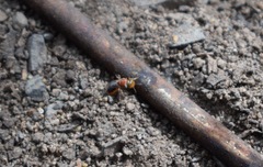 Pachyprosopis kellyi