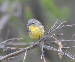 Setophaga kirtlandii