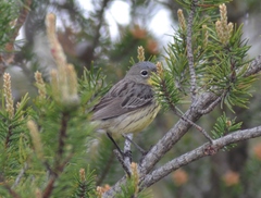 Setophaga kirtlandii