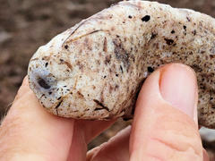 Australostichopus mollis