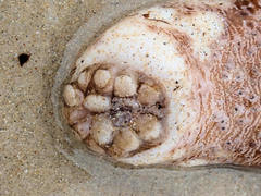 Australostichopus mollis