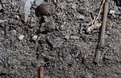 Pachyprosopis kellyi