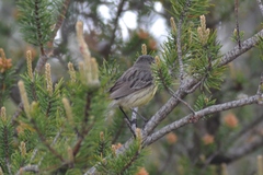 Setophaga kirtlandii