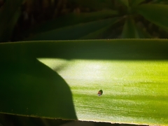 Diomus notescens