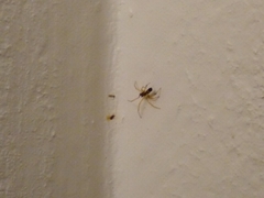 Coleosoma