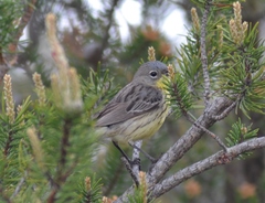 Setophaga kirtlandii