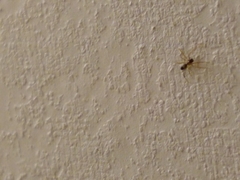 Coleosoma