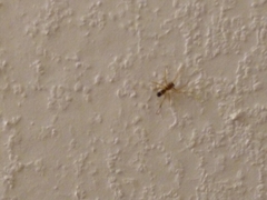 Coleosoma
