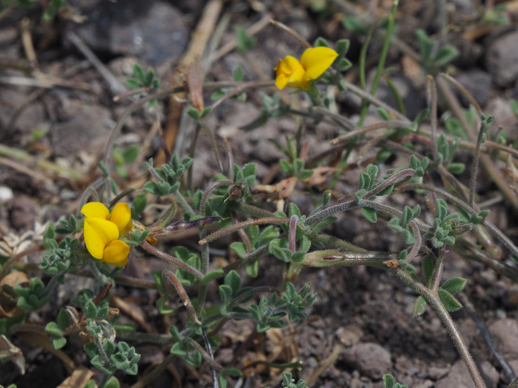 Lotus tenellus