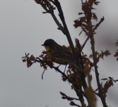 Setophaga kirtlandii