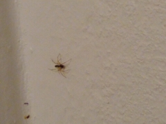 Coleosoma