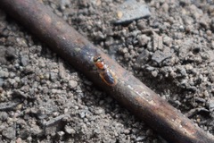 Pachyprosopis kellyi