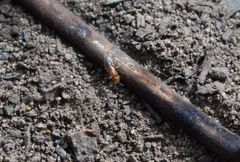 Pachyprosopis kellyi