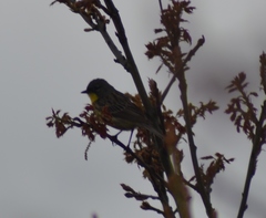 Setophaga kirtlandii