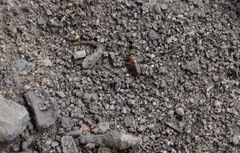 Pachyprosopis kellyi