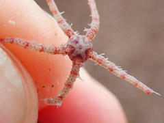 Ophiothrix caespitosa