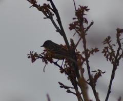 Setophaga kirtlandii