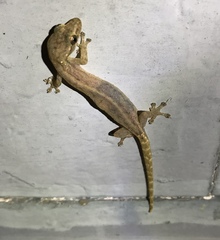 Hemiphyllodactylus typus